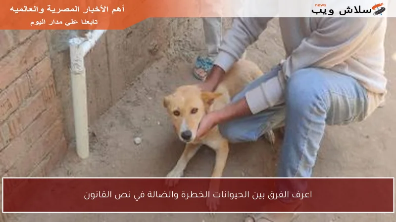 اعرف الفرق بين الحيوانات الخطرة والضالة في نص القانون