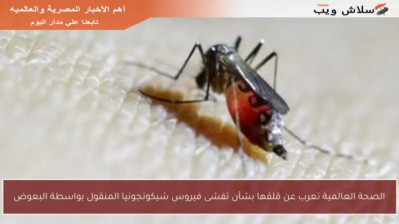 الصحة العالمية تعرب عن قلقها بشأن تفشى فيروس شيكونجونيا المنقول بواسطة البعوض