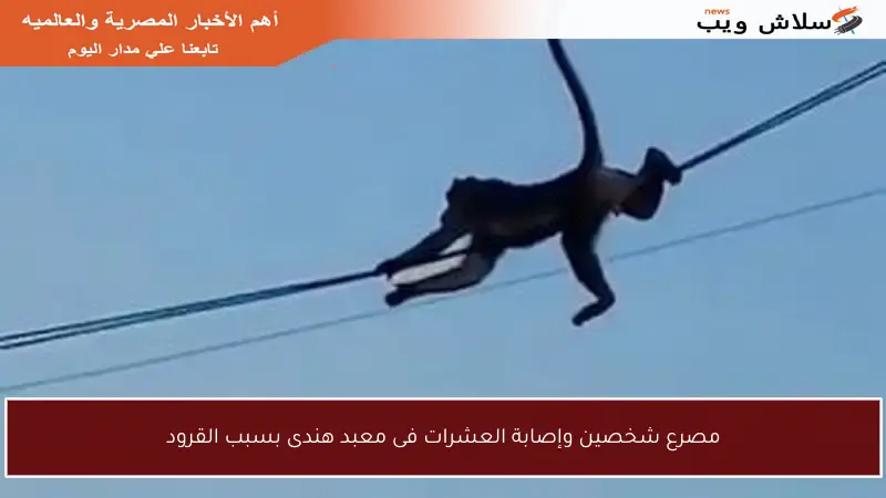مصرع شخصين وإصابة العشرات فى معبد هندى بسبب القرود