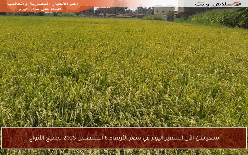 سعر طن الأرز الشعير اليوم في مصر الأربعاء 6 أغسطس 2025 لجميع الأنواع