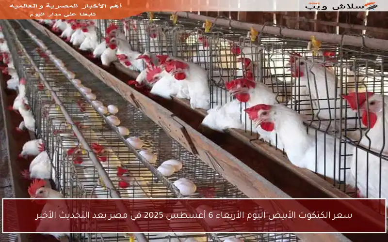 سعر الكتكوت الأبيض اليوم الأربعاء 6 أغسطس 2025 في مصر بعد التحديث الأخير