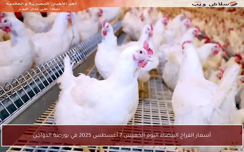 أسعار الفراخ البيضاء اليوم الخميس 7 أغسطس 2025 في بورصة الدواجن