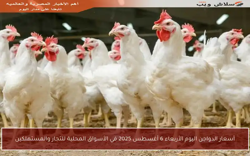 أسعار الدواجن اليوم الأربعاء 6 أغسطس 2025 في الأسواق المحلية للتجار والمستهلكين