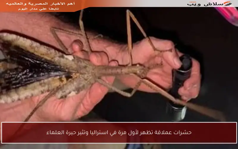 حشرات عملاقة تظهر لأول مرة في استراليا وتثير حيرة العلماء