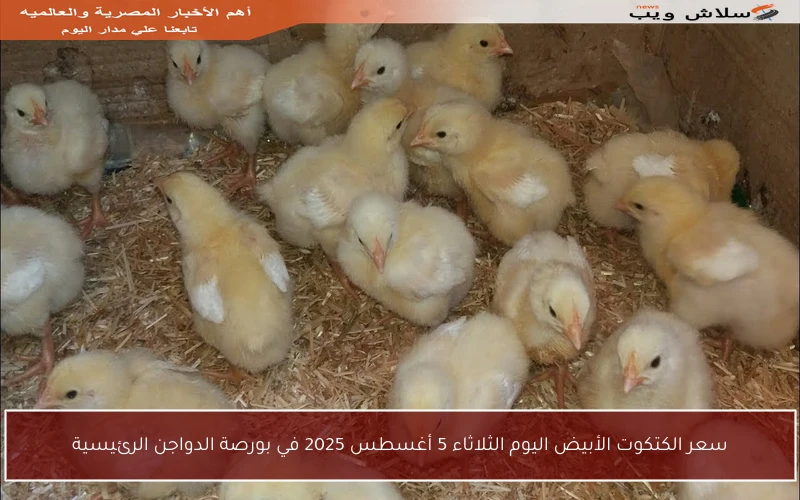 سعر الكتكوت الأبيض اليوم الثلاثاء 5 أغسطس 2025 في بورصة الدواجن الرئيسية