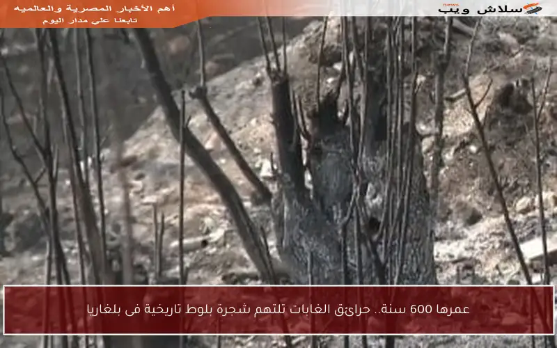 عمرها 600 سنة.. حرائق الغابات تلتهم شجرة بلوط تاريخية فى بلغاريا