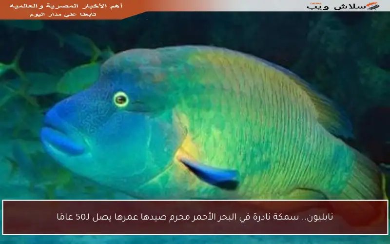 نابليون.. سمكة نادرة في البحر الأحمر محرم صيدها عمرها يصل لـ50 عامًا