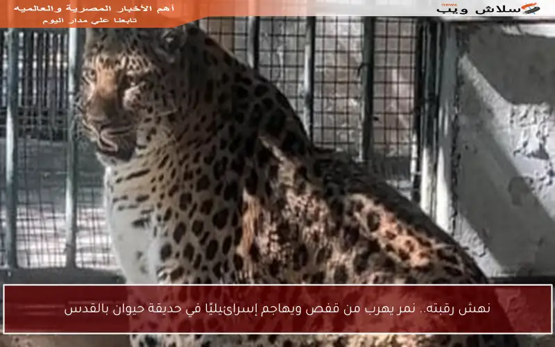 نهش رقبته.. نمر يهرب من قفص ويهاجم إسرائيليًا في حديقة حيوان بالقدس