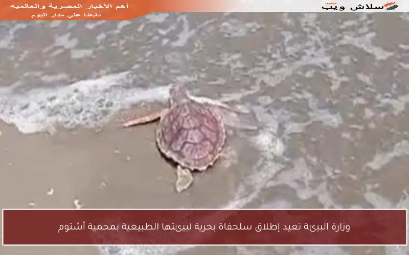 وزارة البيئة تعيد إطلاق سلحفاة بحرية لبيئتها الطبيعية بمحمية أشتوم